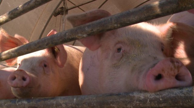 <i>KCCI</i><br/>A new California law that bans the use of gestation stalls and creates larger minimum pen size requirements for hogs