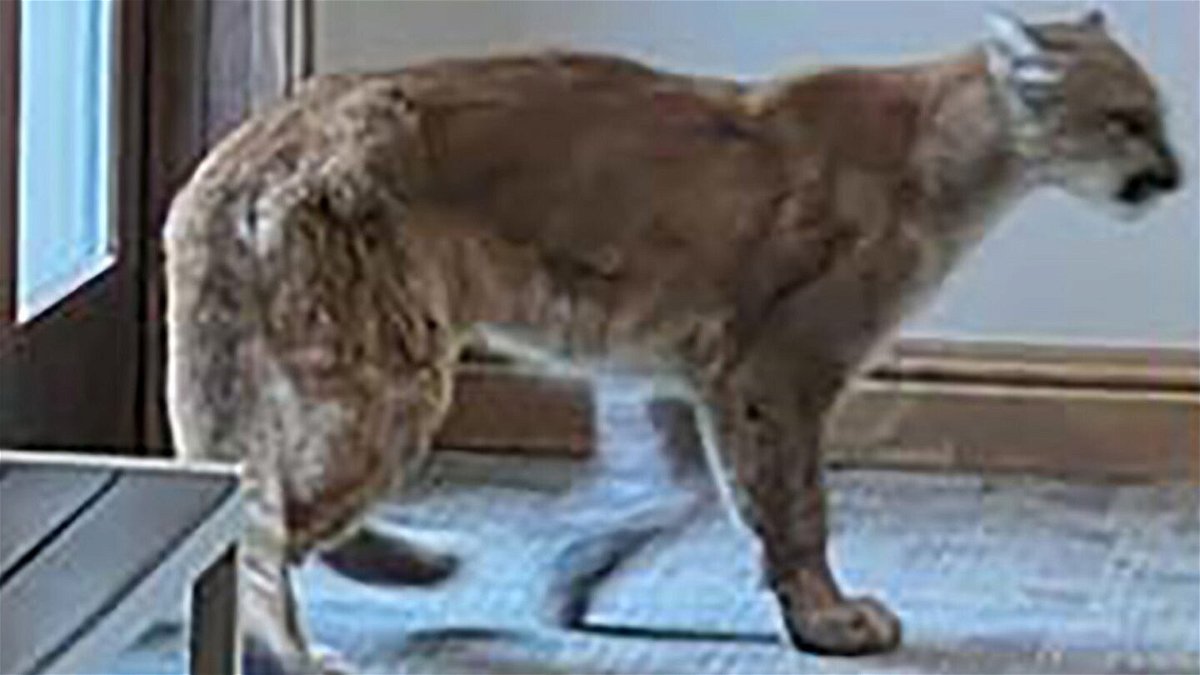 <i>Vail PD</i><br/>Colorado Parks and Wildlife had to euthanize a mountain lion over the weekend after it demonstrated unusual behavior and came into the lobby of a condominium property in the mountains.