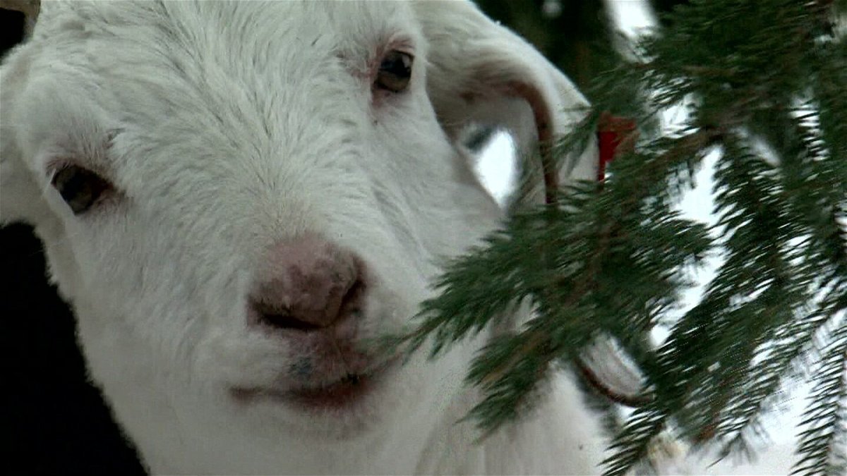 <i>WCCO</i><br/>Goats are helping recycle hundreds of discarded Christmas trees.