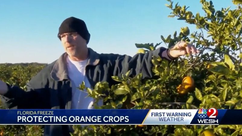 <i>WESH</i><br/>Kris Sutton examines the oranges in his citrus grove in Umatilla