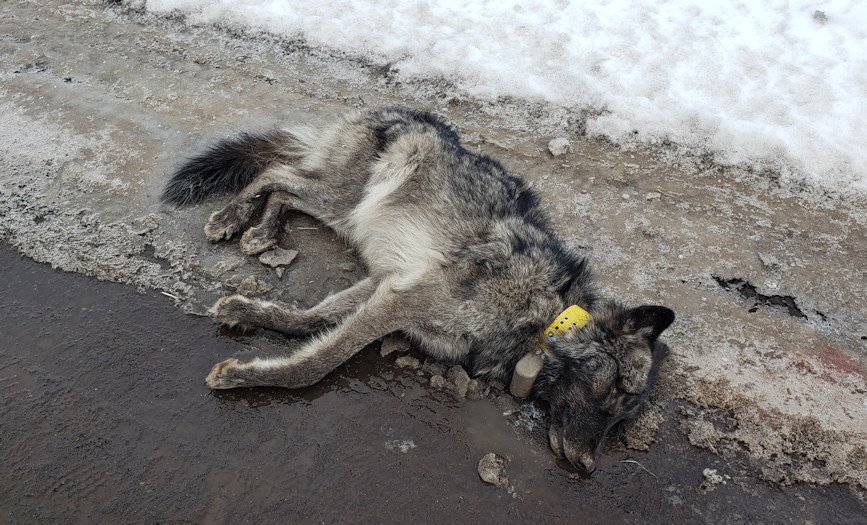 Collared wolf OR-106 was found deceased in Wallowa County on Saturday
