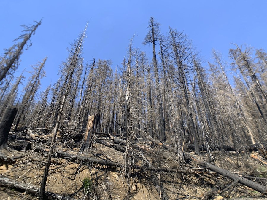 Environmental groups won a court order blocking logging of 'danger trees' along 400 miles of forest roads in areas hit by 2020 wildfires