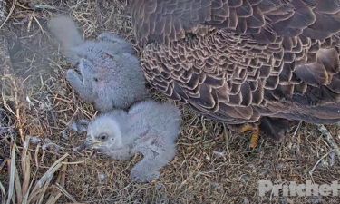 The eaglets on January 7.