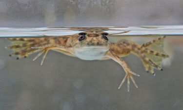 This is an African clawed frog