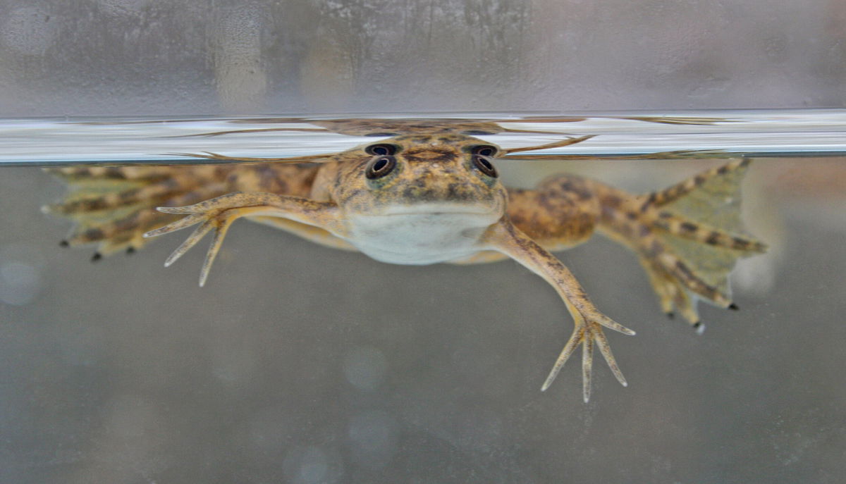 <i>Adobe Stock</i><br/>This is an African clawed frog