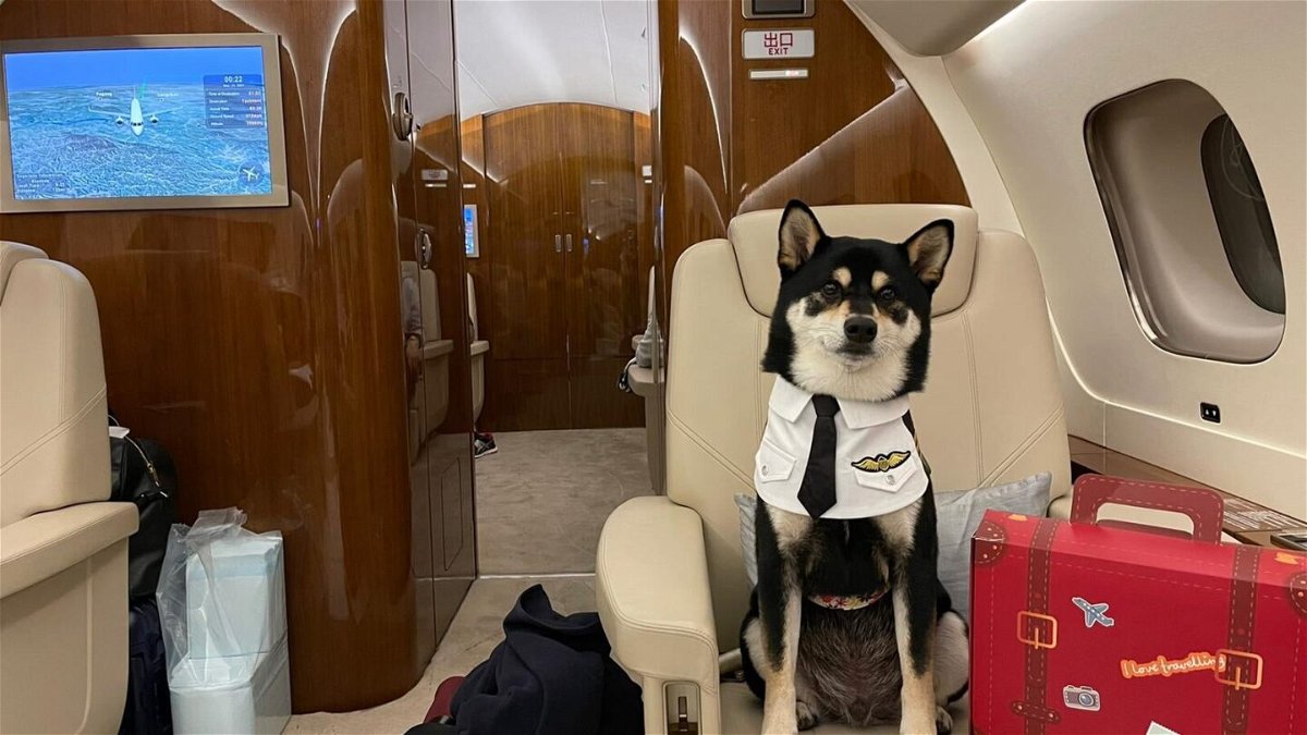 <i>Life Travel Limited</i><br/>Several of Hong Kong's private aviation companies say that January 2022 is on track to be their biggest month ever for pets.