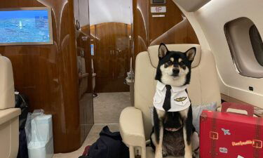 Several of Hong Kong's private aviation companies say that January 2022 is on track to be their biggest month ever for pets.