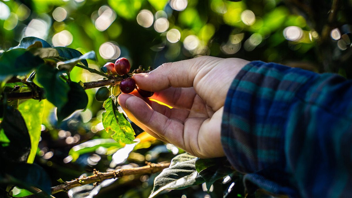 <i>Edinson Ivan Arroyo Mora/Bloomberg/Getty Images</i><br/>A worker picks coffee cherries during a harvest in Colombia.