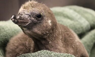 A penguin couple at the Rosamond Gifford Zoo became the organization's first same-sex foster parents to successfully hatch an egg.