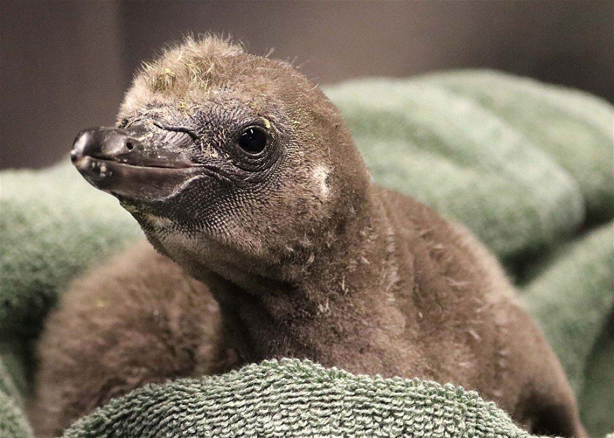 <i>from Rosamond Gifford Zoo</i><br/>A penguin couple at the Rosamond Gifford Zoo became the organization's first same-sex foster parents to successfully hatch an egg.