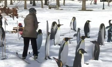 Dozens of penguins are the handiwork of a local Connecticut artist who took advantage of a snow storm and turned it into what is now the talk of the town.