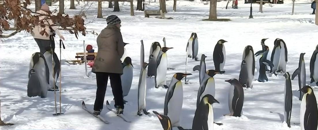 <i>WFSB</i><br/>Dozens of penguins are the handiwork of a local Connecticut artist who took advantage of a snow storm and turned it into what is now the talk of the town.