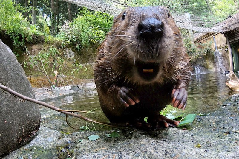 Stumptown Fil, aka Filbert the Beaver at the Oregon Zoo, has made his prediction: an early spring for the Northwest