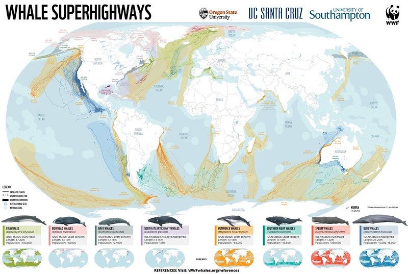 This graphic depicts a global view of blue corridors for whales, combining satellite tracking data from 845 tags from 50 researchers