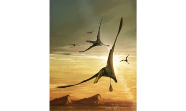 An illustration depicts the pterosaur