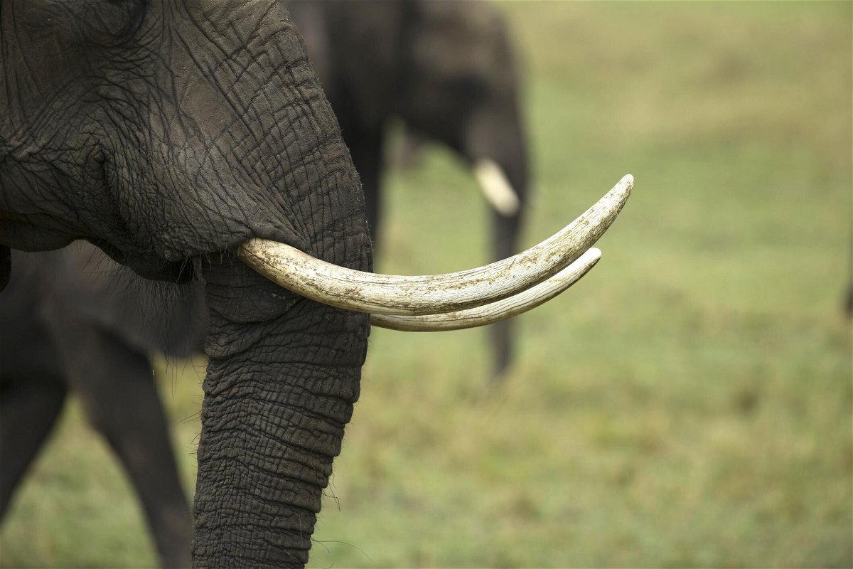 <i>Nicolas Deloche/Godong/Universal Images Group/Getty Images</i><br/>African savannah elephants are often poached for their tusks.