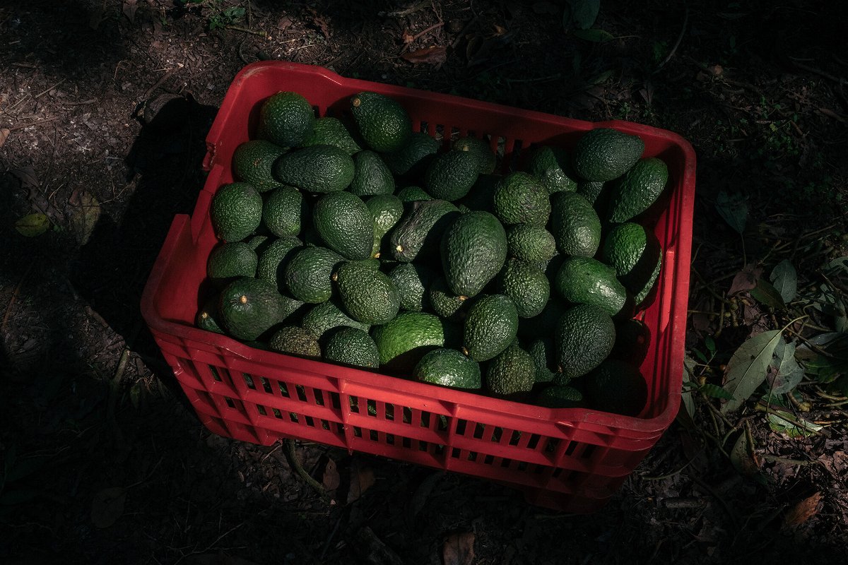 <i>Jeoffrey Guillemard/Bloomberg/Getty Images</i><br/>The United States has suspended avocado imports from Mexico's western state of Michoacan after a US official received a threat.