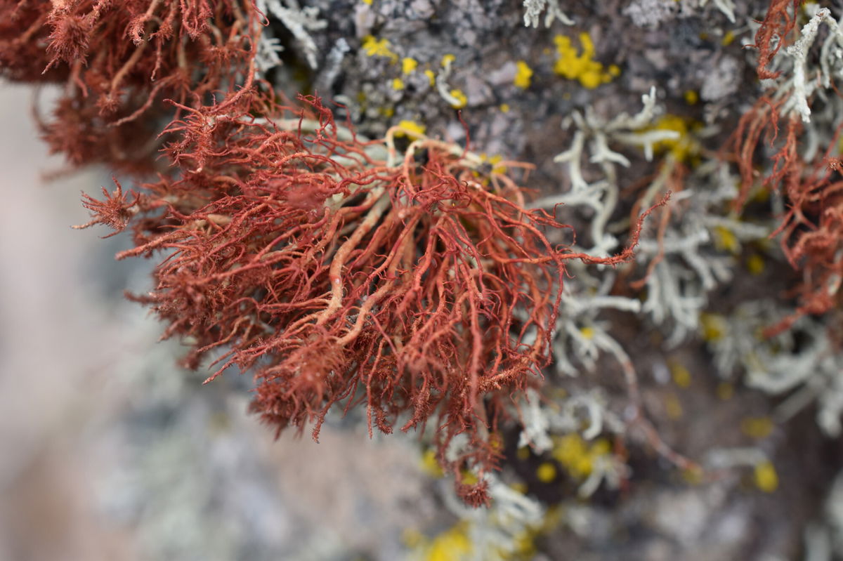 <i>Matthew Nelsen/Field Museum</i><br/>This lichen species lives in the arid Atacama Desert of northern Chile.