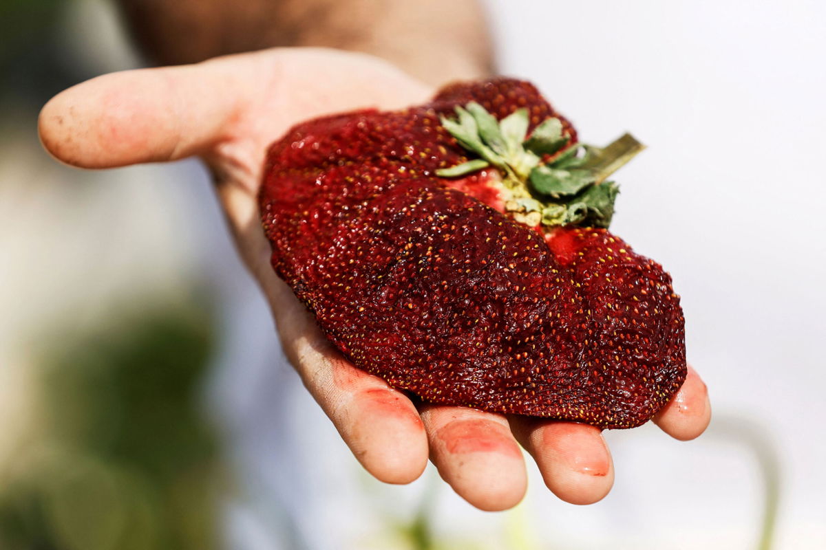 <i>AMIR COHEN/REUTERS</i><br/>Israeli farmer Tzahi Ariel presents his giant strawberry