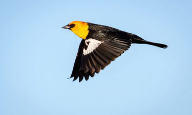 Hundreds of yellow-headed blackbirds crashed to the ground in Chihuahua