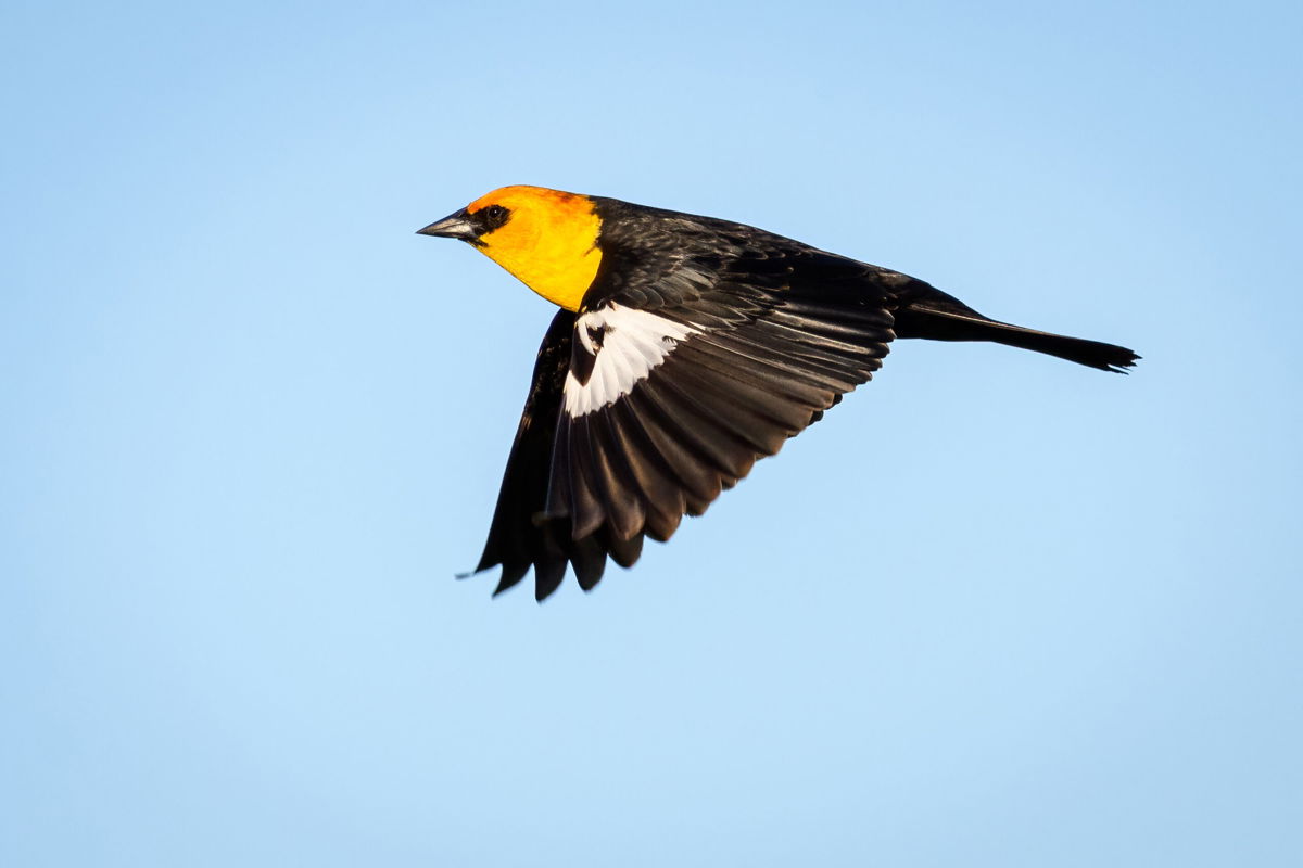 <i>Kerry Wu/Adobe Stock</i><br/>Hundreds of yellow-headed blackbirds crashed to the ground in Chihuahua