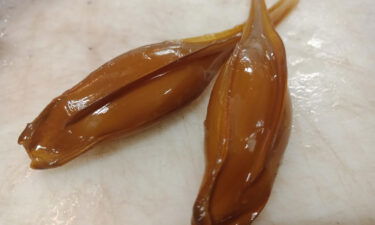 Ghost shark egg capsules are pictured.