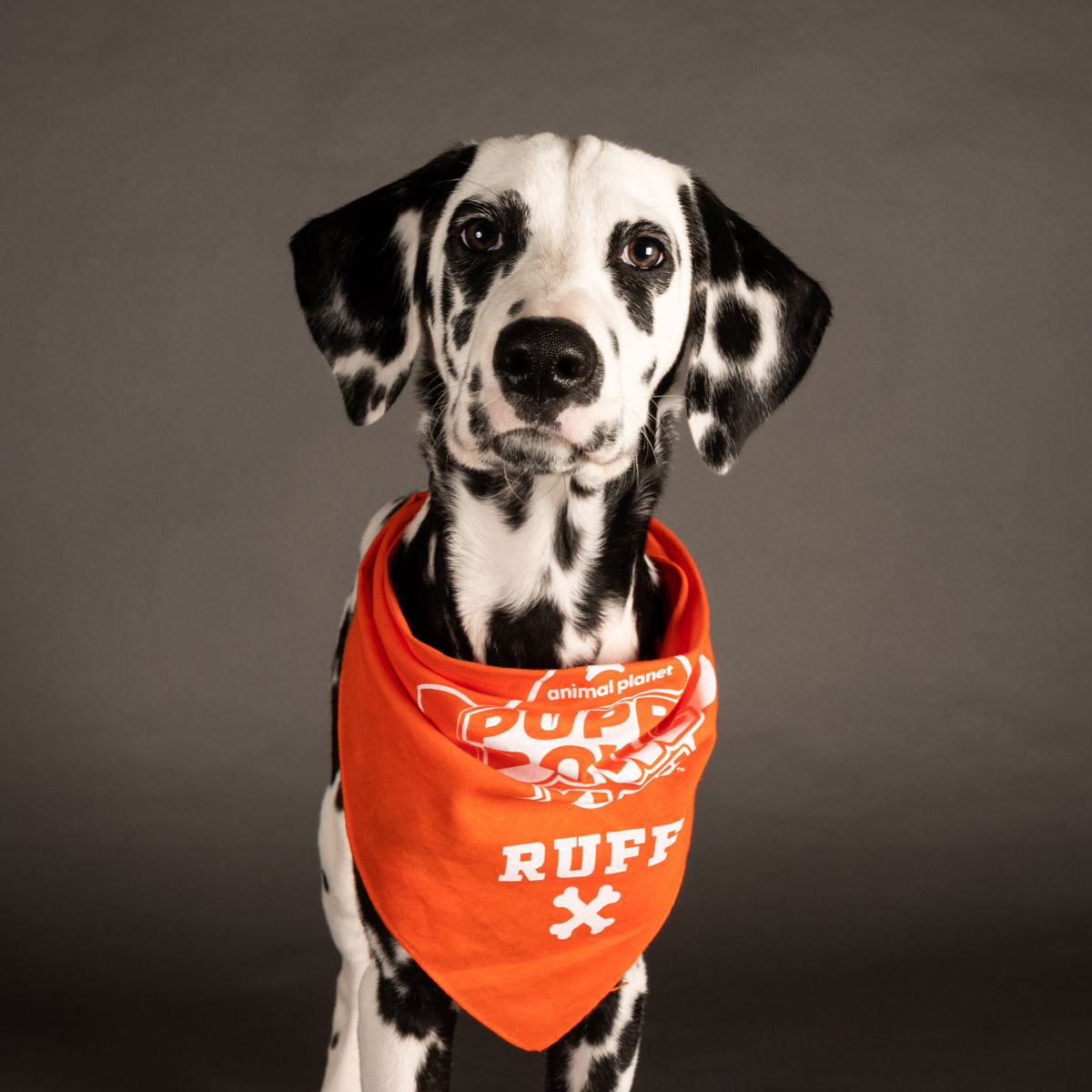 <i>'The Dogist' Elias Weiss Friedman/Animal Plant/Discovery+</i><br/>Pongo