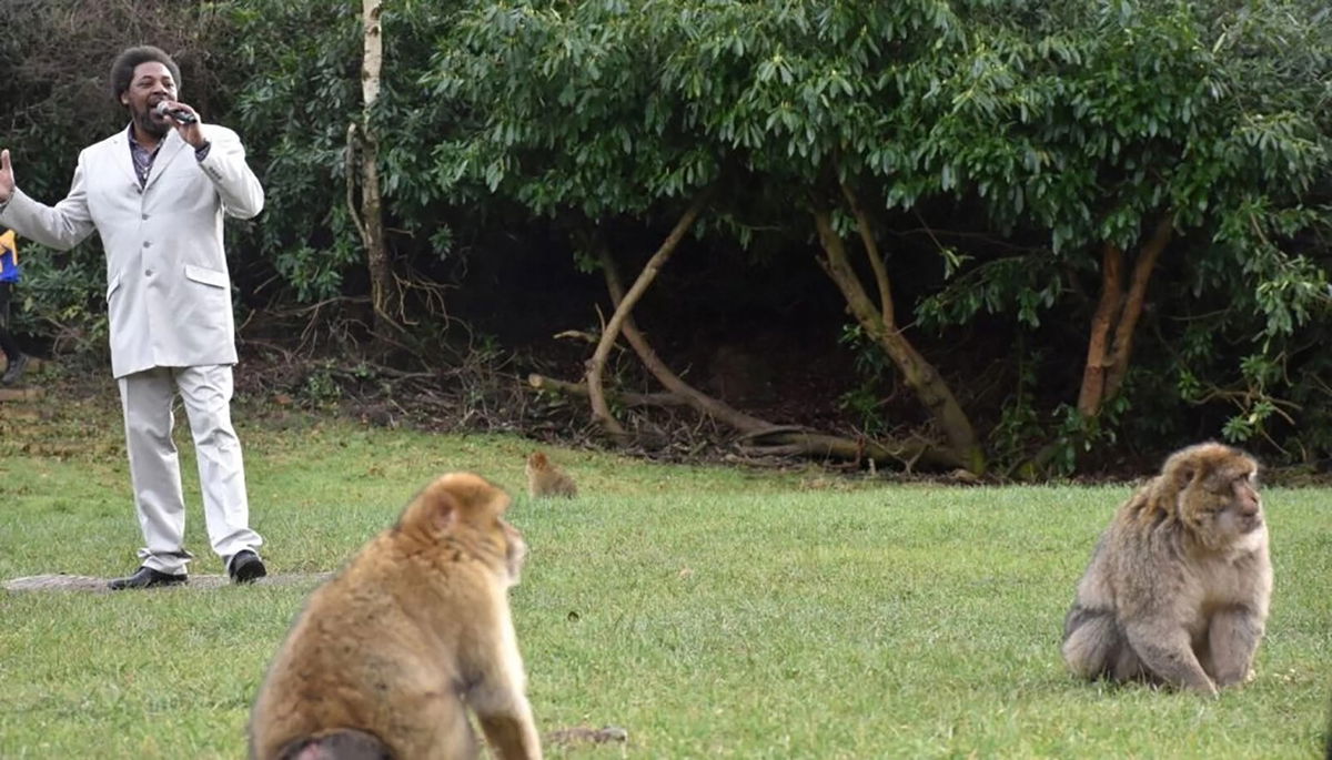 <i>Trentham Monkey Forest</i><br/>Singer David Largie croons some Marvin Gaye tunes to residents of the Trentham Monkey Forest.