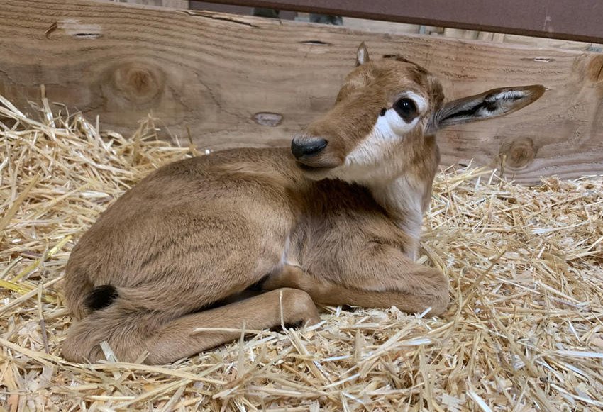 A rare bontebok that almost didn’t live past its first few days is now a month old and doing well at the Oregon Zoo