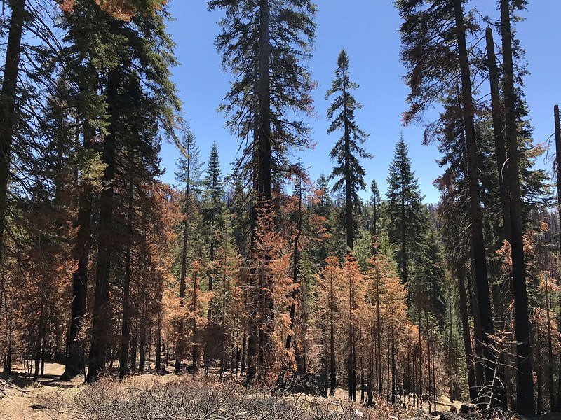 Although many small trees were killed in the 2020 Creek Fire in low-severity burn patches, little of their carbon was combusted including their foliage. Since large trees have much more carbon and they lost even less carbon, this stand had less than 0.5% of its tree mass combusted
