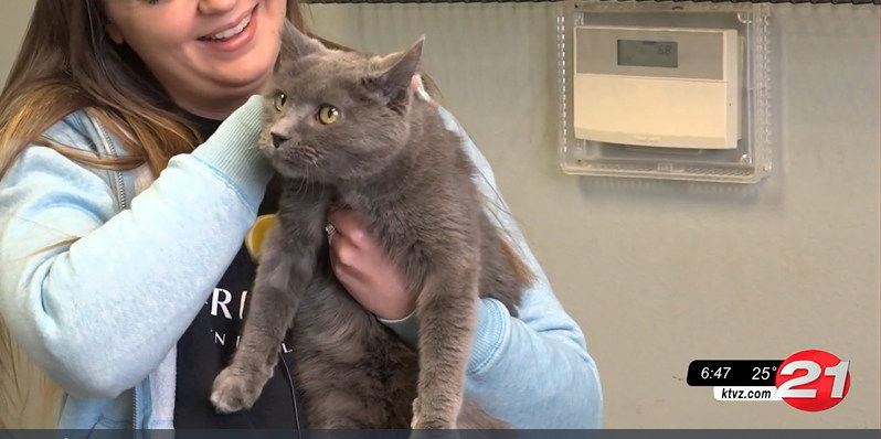 Furry Friends: Sadie is a sweet, still-playful senior kitty - KTVZ