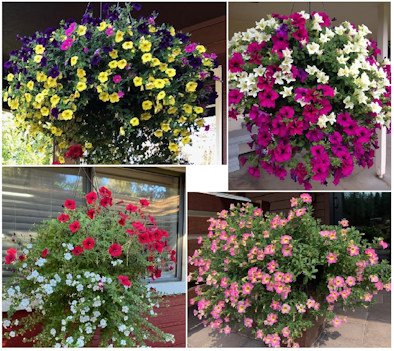 Hanging flower baskets offered for sale