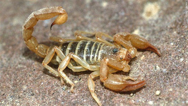 Northern scorpion