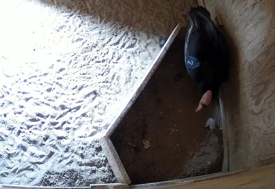 The first condor chick of the season hatched last week at the Oregon Zoo’s Jonsson Center for Wildlife Conservation