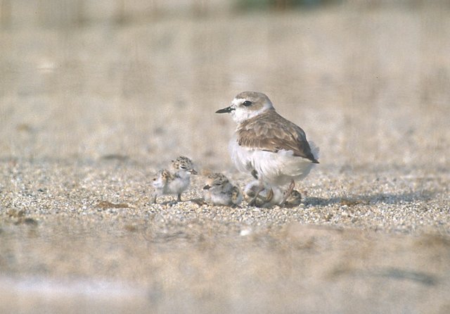 Snowy plover and chicks at the Bandon State Natural Area
