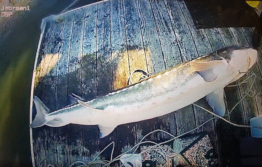 This giant white sturgeon, measuring over 7 feet long and likely more than 80 years old, was one of five sturgeon illegally caught in Scappoose Bay recently. A call from a member of the public alerted OSP F&W Troopers. While there was a catch-and-release season at the time, the subjects were keeping the fish instead. All five fish survived and were released back into the bay