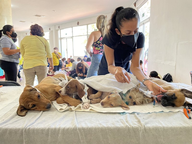 Street Dog Hero, partners performed 415 free spay and neuter procedures in Chetumal, Mexico