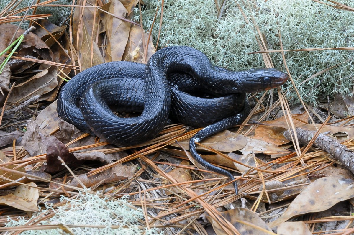 <i>James C. Godwin</i><br/>The elusive Eastern Indigo snake is pictured