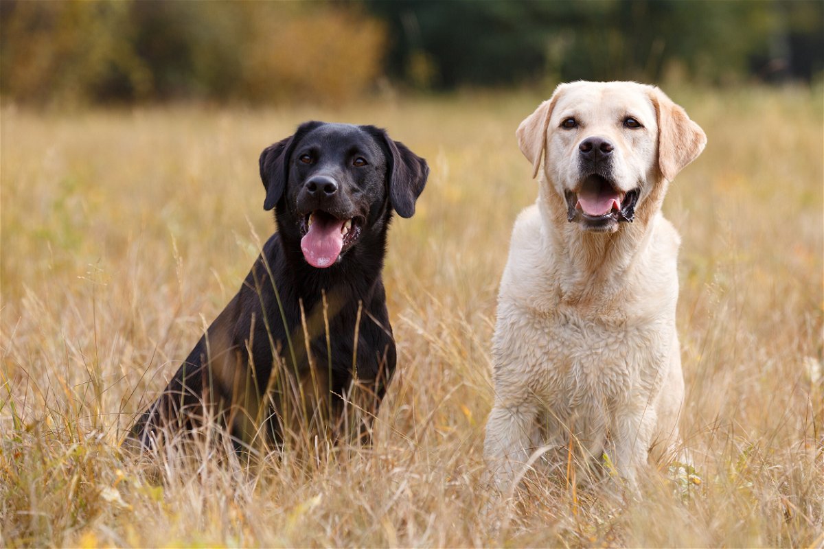 Verbazing omdraaien kwaadheid de vrije loop geven Labrador retriever tops American Kennel Club's annual list of most popular  dog breeds - KTVZ