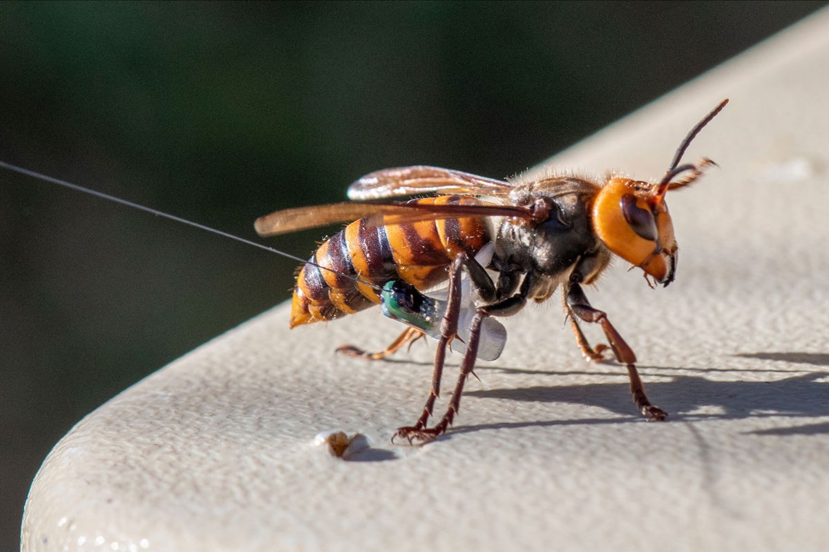 <i>Karla Salp/Washington Dept. of Agriculture/AP</i><br/>Giant male hornets can be tricked into being captured with a synthetic sex pheromone.