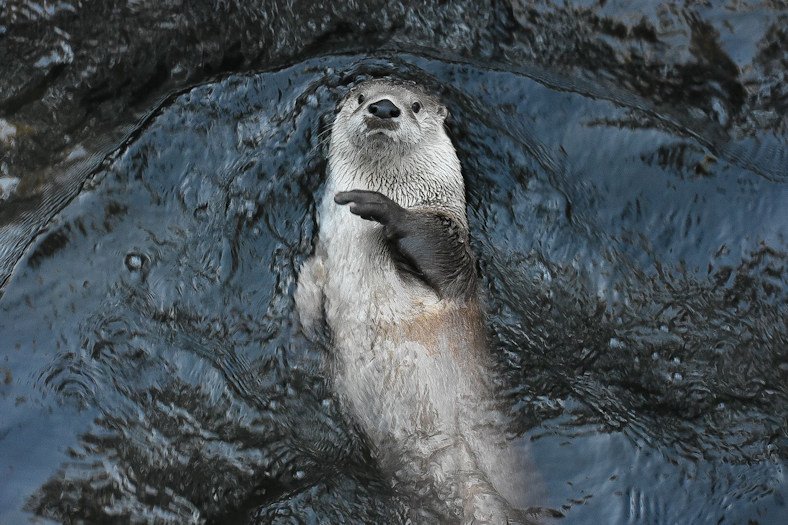 Rogue, a North American river otter at Bend's High Desert Museum, waves in the water