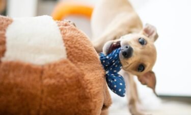 10 things to know as a first-time foster pet parent