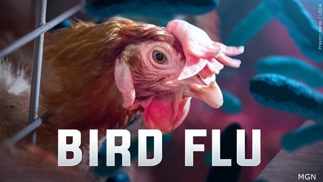 Two more Deschutes County backyard bird flocks found to have avian influenza, for total of 6; about 150 birds euthanized