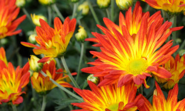 Flowers that will add color to your garden throughout the year