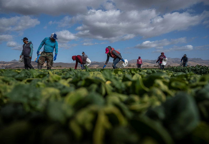 Spinach harvest in Hollister, Calif. on Tuesday, Nov. 19, 2019