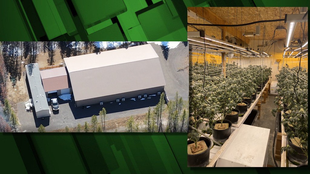 Raid Wednesday on large indoor alleged illegal marijuana grow found over 2,800 plants in various stages of growth