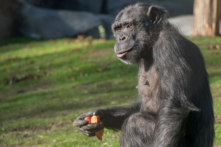  Leah the chimpanzee enjoys some sunshine and sweet potatoes at the Oregon Zoo’s new Primate Forest habitat. At 47 years old, she was one of the zoo’s oldest residents