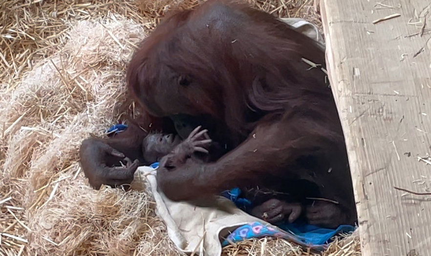 Orangutan Kitra holds her newborn baby. The 20-year-old first-time mom gave birth Wednesday morning