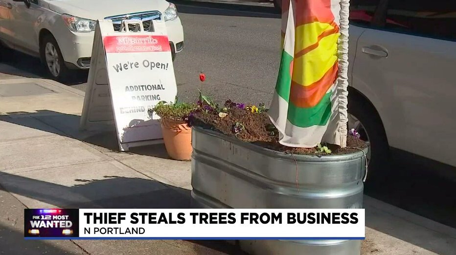 <i>KPTV</i><br/>Thief is caught on camera stealing trees in North Portland.