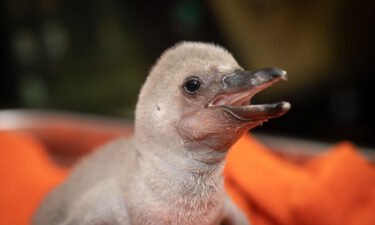 The penguin chick is being hand-reared by zoo keepers due to the ongoing avian influenza.